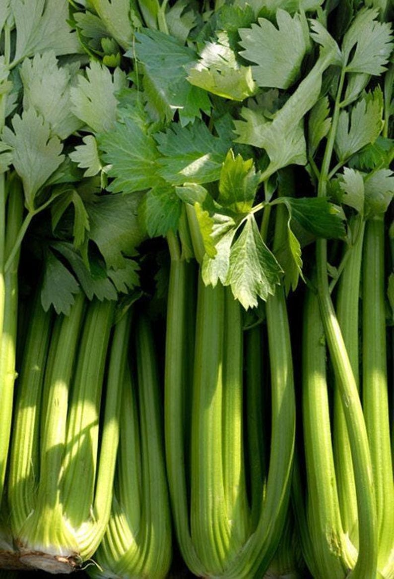 Tall Utah 52, Celery Seeds: Open Pollinated Container Gardening Non-GMO image 2