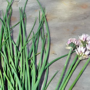 Common Chives, Culinary & Medicinal Herbs, Heirloom Seeds, Open Pollinated Container Gardening NonGMO