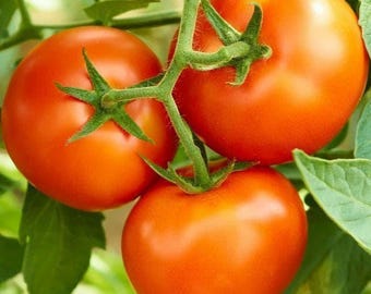 Creole, Heirloom Tomato Seeds: Organic Standards Open Pollinated Gardening Non-GMO