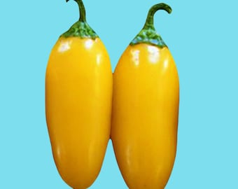 Lemon Spice Jalapeno Pepper Seeds / Heirloom Open PollinatedNon-GMO