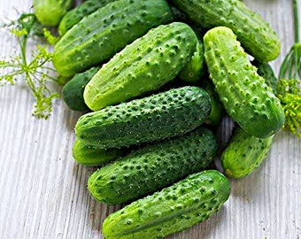 Wisconsin SMR 58,   Cucumber,  Heirloom Garden Seeds  top-producing pickling cucumber Non-GMO