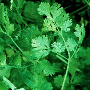 Cilantro  Leisure,  Culinary & Medicinal  Herbs,  Heirloom Garden Seeds     Coriander   Open Pollinated   Non-GMO