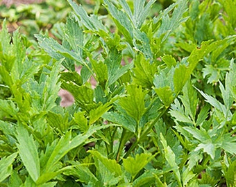 Lovage Mountain Celery,  Culinary & Medicinal Herbs,  Heirloom Garden Seeds   Open Pollinated  Container Gardening   Non-GMO