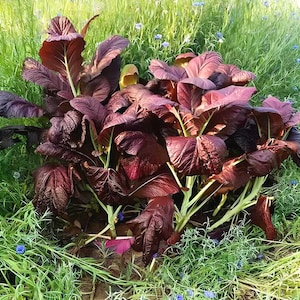 Japanise Giant Garnet,  Mustard,   Heirloom Seeds,  Naturally Grown  Open Pollinated Micro Greens  Gardening Non-GMO