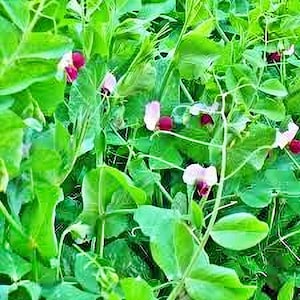 Dwarf Grey Sugar, Snow Pea Seeds: Heirloom Tender Edible Pods