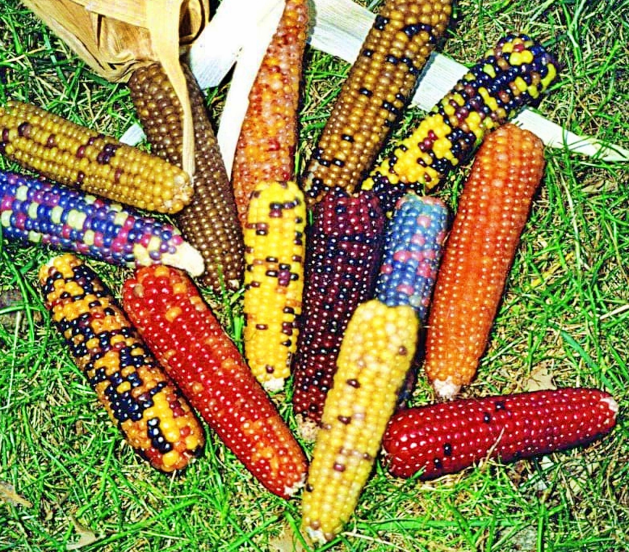 Corn - KidsGardening