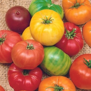 Rainbow Beefsteak Mix, Tomato, Heirloom Seeds, Open Pollinated Container Gardening Vegetable Non GMO