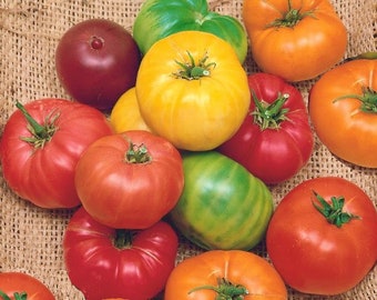 Rainbow Beefsteak Mix, Tomato,  Heirloom Garden Seeds   Open Pollinated  Container Gardening Vegetable NonGMO