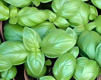 Italian Large Leaf Basil Seeds: Culinary Herb, Non-GMO