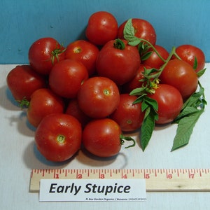 Early Stupice, Tomato, Heirloom Seeds, Extremely Early Cold-tolerant Open Pollinated Gardening Non-GMO
