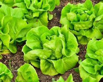 Summer Bibb,  Lettuce,  Heirloom Garden Seeds   Gourmet Gardening   Fast Growing   Heat Tolerant   Open Pollinated   Non-GMO