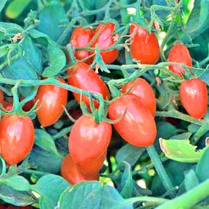 Baby Roma, Tomato, Heirloom Seeds, Grown to Organic Standards Open Pollinated Non-GMO