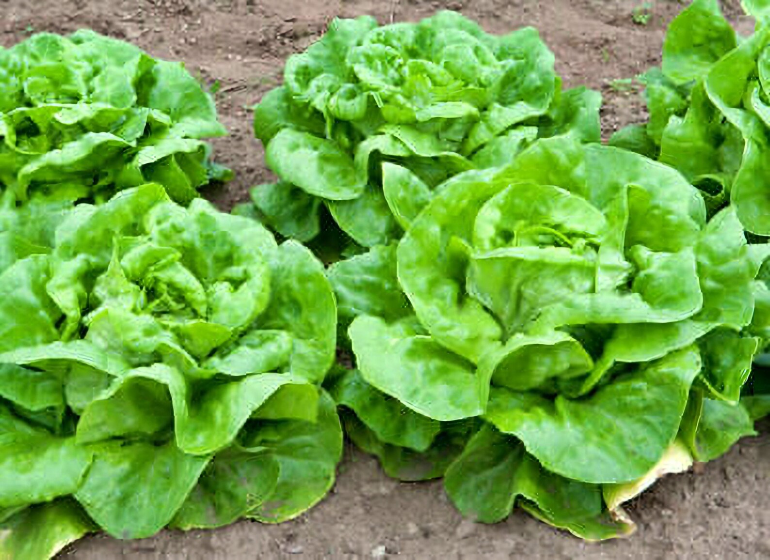 White Boston Butterhead Lettuce Seeds / Etsy