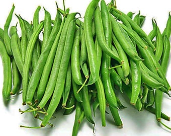 Tenderette,  Bush Bean,  Heirloom Vegetable Seeds