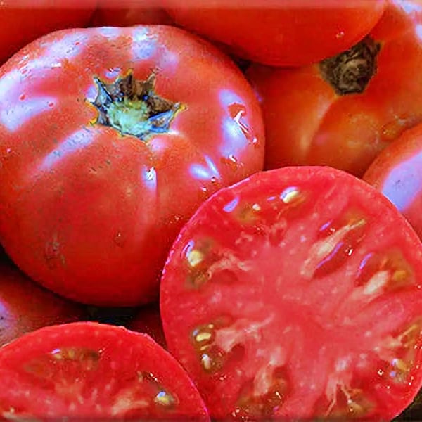Cosmonaut Volkov,  Tomato,  Heirloom Garden Seeds   Cold-tolerant   Open Pollinated  Gardening Non-GMO
