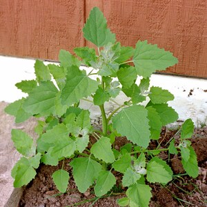 Lambsquarters, Magenta Spreen, Heirloom Garden Seeds Organic Heirloom Open Pollinated Container Gardening Garden Seeds Non-GMO image 3