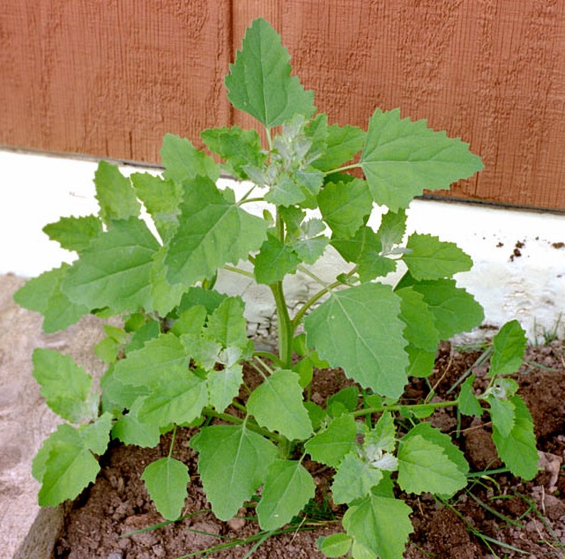 Lambsquarters, Magenta Spreen, Heirloom Garden Seeds Organic Heirloom Open Pollinated Container Gardening Garden Seeds Non-GMO image 3