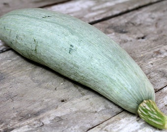 Big Blue Guatemalan,   Winter Squash,    Heirloom Garden Seeds  Gardening Open Pollinated Vegetable Seeds Non-GMO