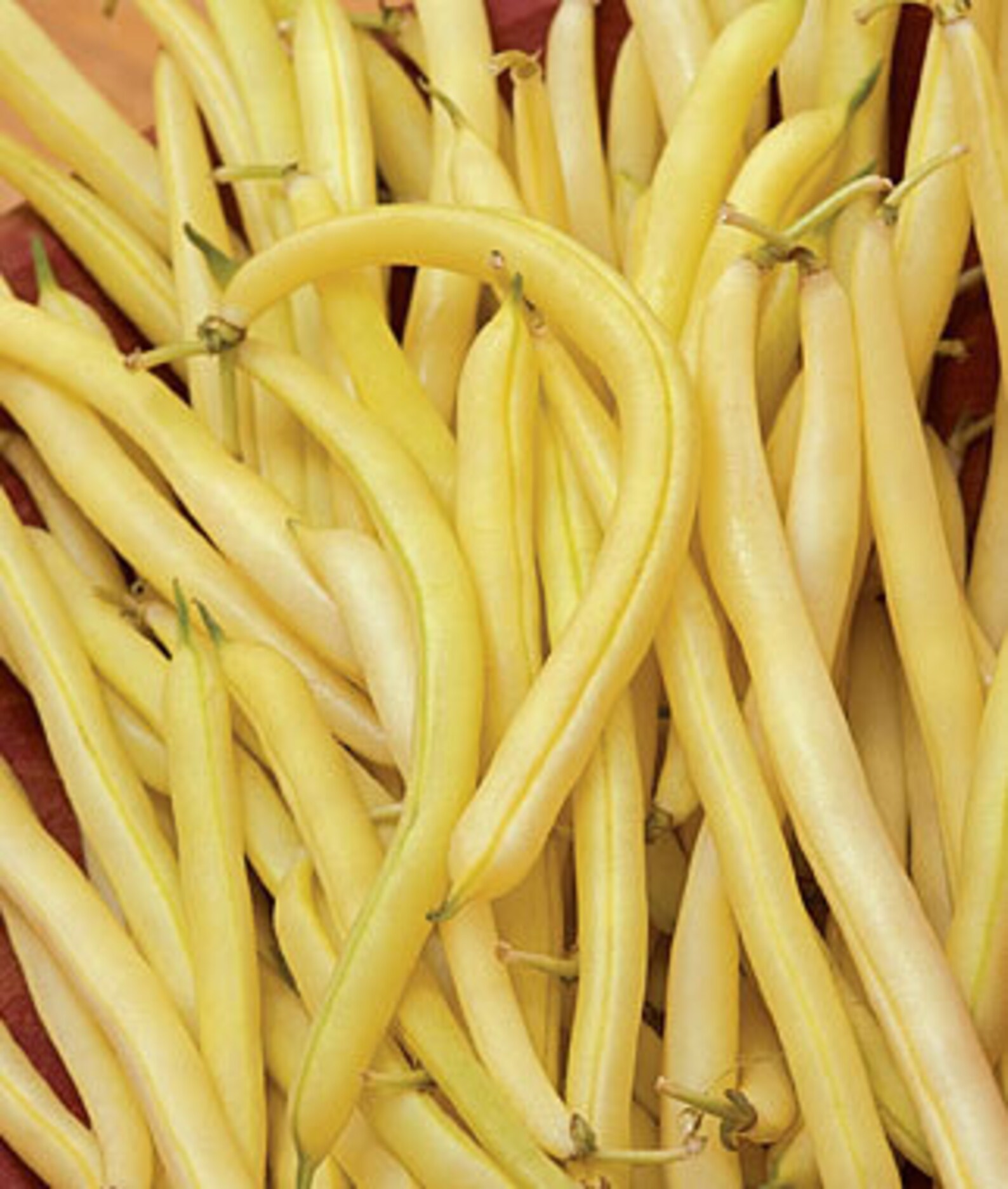 Top Notch Golden Wax Bush Bean Heirloom Garden Seed Etsy