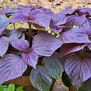 Purple Shiso Seeds: Asian Herb (Cold Hardy, Annual)