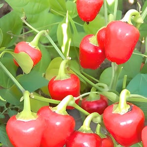 Red Mini Bell,   Sweet Bell Pepper,   Heirloom Seeds,    Open Pollinated   Vegetable Seeds   Non-GMO