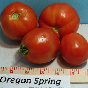 Oregon Spring, Tomato, Heirloom Seeds, Grown to Organic Standards Open Pollinated Gardening Non-GMO