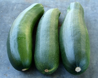 Black Beauty Zucchini,  Summer Squash,  Heirloom Garden Seeds  Open Pollinated  Gardening Non-GMO