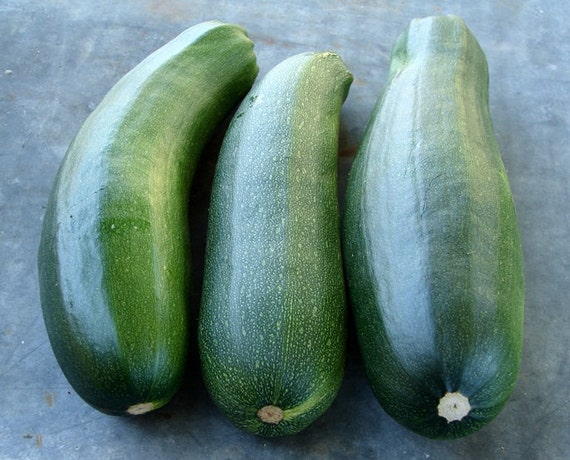 30 Black Beauty Squash Summer Zucchini-Non GMO-Open Pollinated. 
