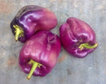 Lilac Bell,  Sweet Bell Pepper,  Heirloom Garden Seeds   Open Pollinated   Vegetable Seeds   Non-GMO