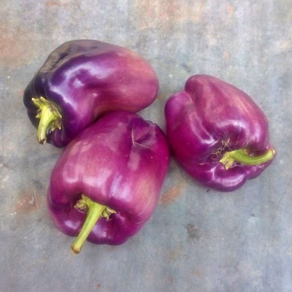 Lilac Bell,  Sweet Bell Pepper,  Heirloom Garden Seeds   Open Pollinated   Vegetable Seeds   Non-GMO