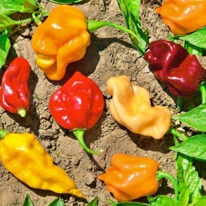 Caribbean Habanero Blend,   Hot Pepper,   Heirloom Seeds,    Open Pollinated   Container Gardening  Vegetable Seeds   Non-GMO