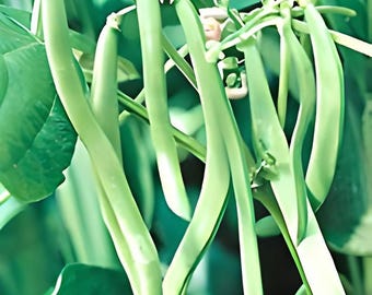 Blue Lake,  Pole Beans,  Heirloom Seeds,  Stringless Fresh Flavor