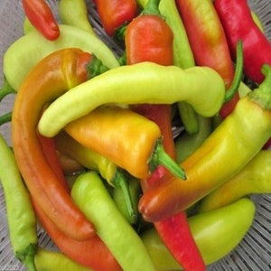 Hungarian Sweet Wax,   Sweet Pepper,  Heirloom Seeds,  Frying Pickling Pepper   Non-GMO