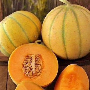 Charentais,  Melon,  Heirloom Seeds,  Open Pollinated Non-GMO