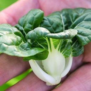 Pak Choy Extra Dwarf, Chinese Cabbage, Heirloom Seeds, Open Pollinated Container Gardening Vegetable Gardening Non-GMO