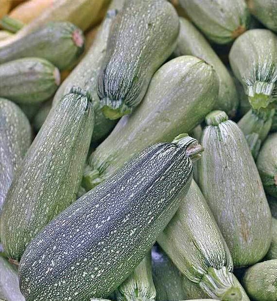 Image of Gray zucchini squash image 4