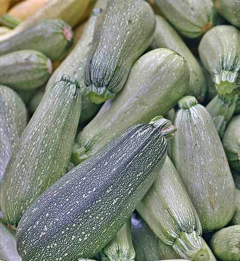 Image of Gray zucchini squash image 2