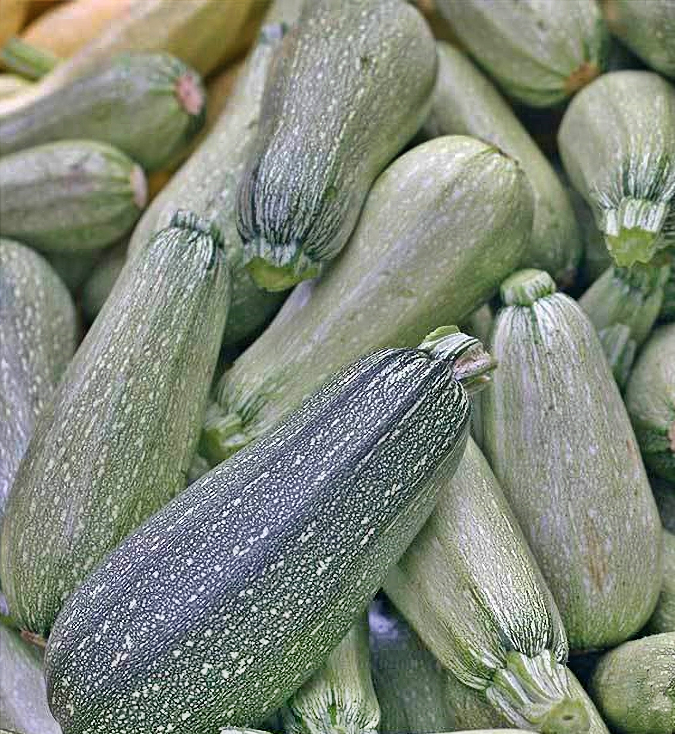 Image of Gray zucchini squash image 1