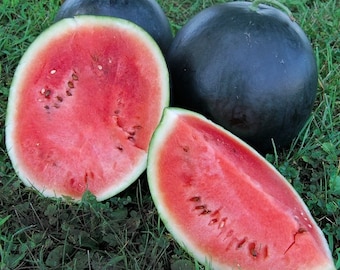 Blacktail Mountain,  Watermelon,  Heirloom Garden Seeds  Sweet Melon Open Pollinated Non-Gmo