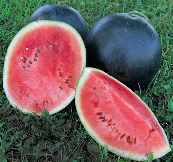 all non-gmo heirloom vegetable seeds! 20 FLORIDA GIANT WATERMELON SEEDS 2020 