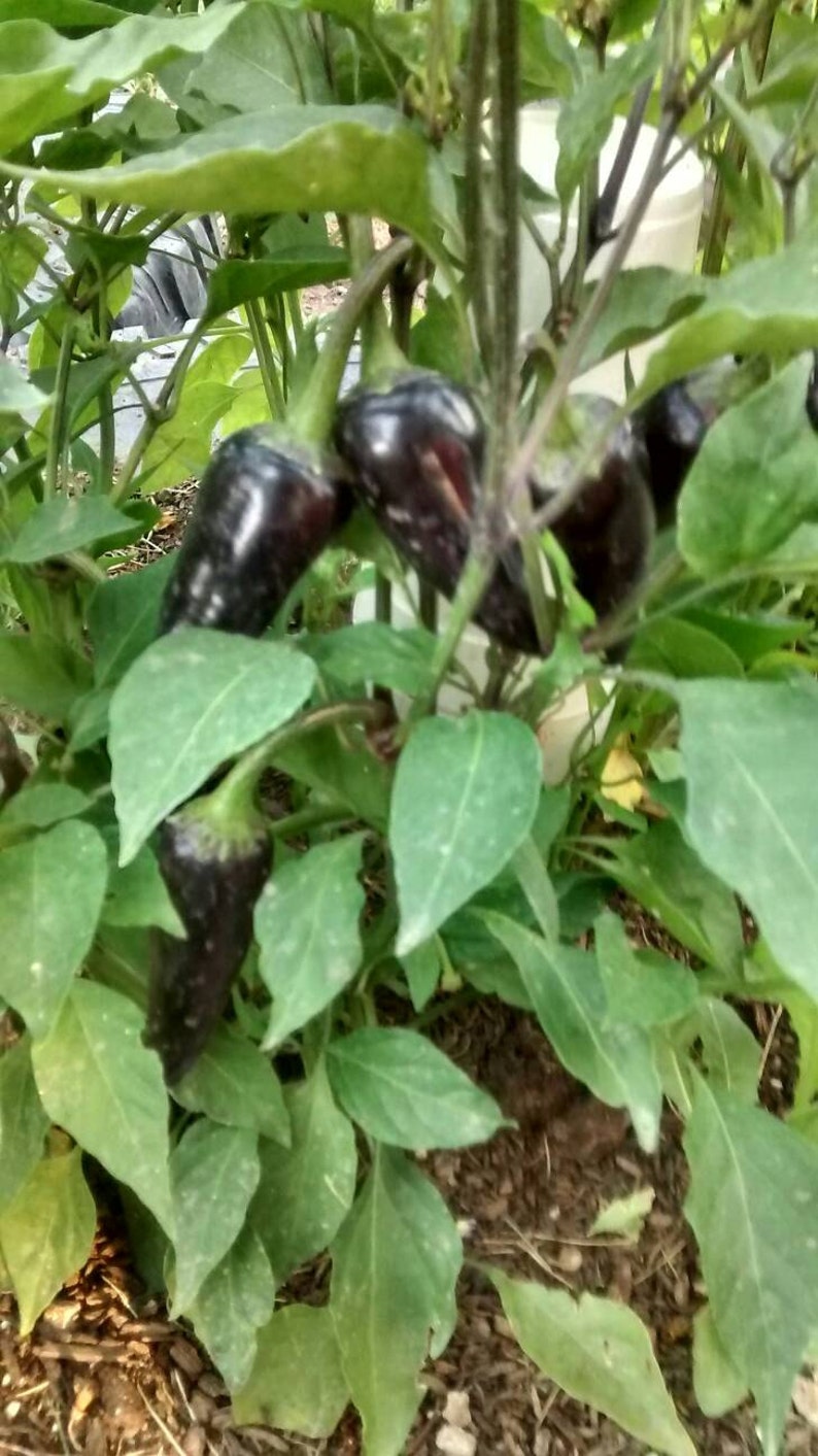Purple Jalapeno Chili Heirloom Hot Pepper Seeds Rare Non GMO Etsy