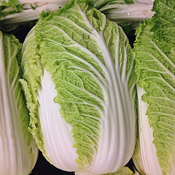 Michihili,  Chinese Napa Cabbage,   Heirloom Garden Seeds  Open Pollinated   Container Gardening   Vegetable Garden Seeds   Non-GMO