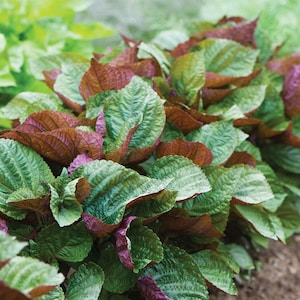 Britton Bi-Color Shiso Seeds: Minty Basil Herb
