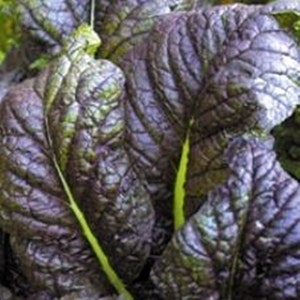Osaka Purple,  Mustard,    Heirloom Seeds,  Naturally Grown   Open Pollinated Gardening   Non-GMO