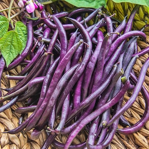Purple Queen,  Bush  Beans,  Heirloom Seeds,  Open Pollinated   Container Garden  Vegetable Garden   Best Tasting   Non-GMO