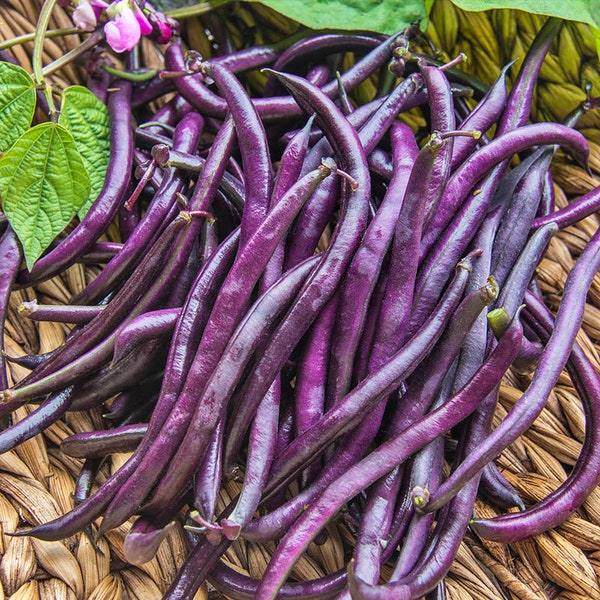 Purple Queen  Bush  Beans,  Heirloom Garden Seeds  Open Pollinated   Container Garden  Vegetable Garden   Best Tasting   Non-GMO