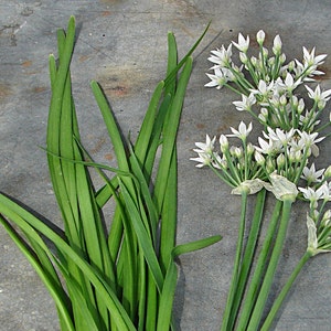 Garlic Chives, Culinary & Medicinal Herbs, Heirloom Seeds, Open Pollinated Container Garden Non-GMO