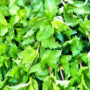 Spearmint, Culinary & Medicinal Herbs, Heirloom Seeds, Non-GMO Bee Friendly