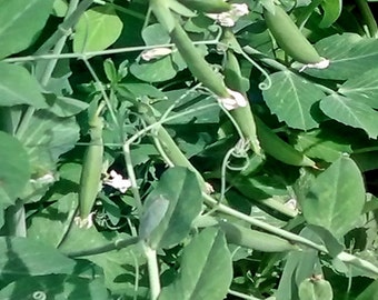 Sugar Snap Peas   Heirloom Garden Seeds  Gardening Non-GMO