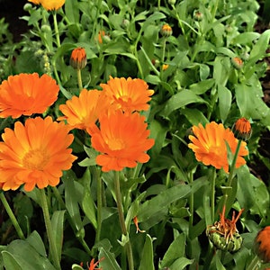 Resina Calendula Seeds - Pack of 60, Certified Organic, Non-GMO, Open Pollinated, Untreated Flower Seeds for Planting - from USA